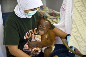 The Last Orangutans_3