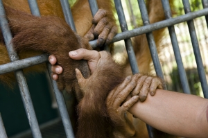 The Last Orangutans_4