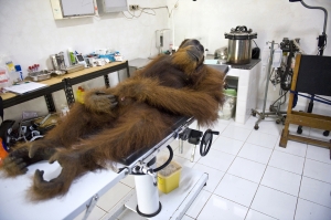 The Last Orangutans_6
