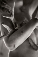 Alain Laboile, Summer of the fawn_2